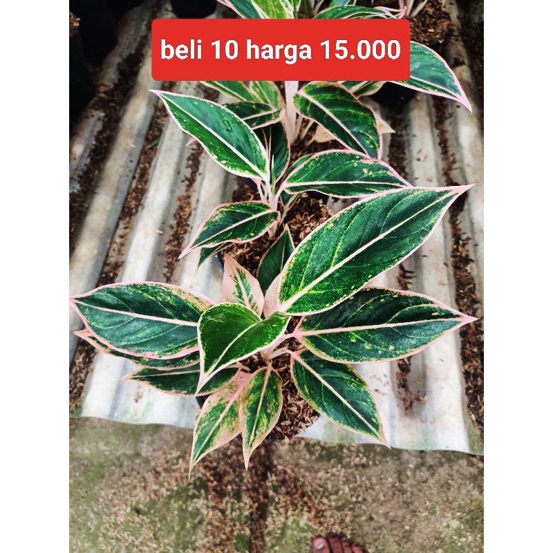 AGLONEMA LIPSTIK PUDING