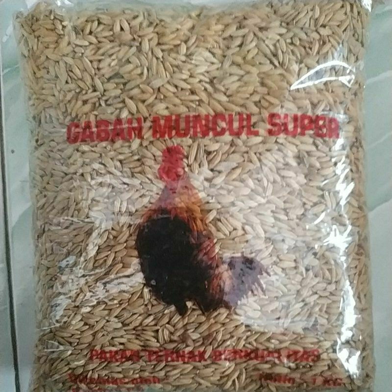 GABAH BANGKOK MUNCUL SUPER PAKAN ALAMI AYAM BANGKOK
