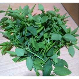 

Daun Katuk 250gram