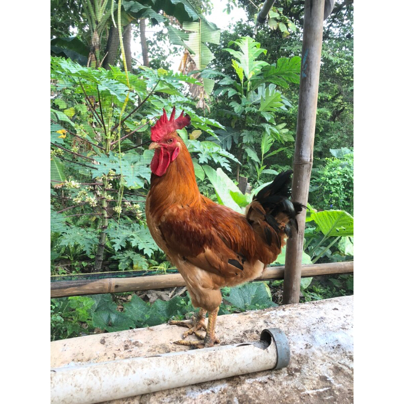 Telur tetas Ayam Merawang Fertil