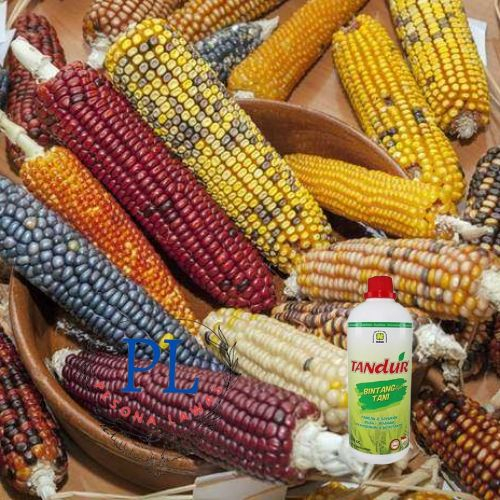 pupuk pembesar tongkol jagung/pupuk perangsang buah/pupuk organik/pupuk pembesar jagung/pupuk jagung