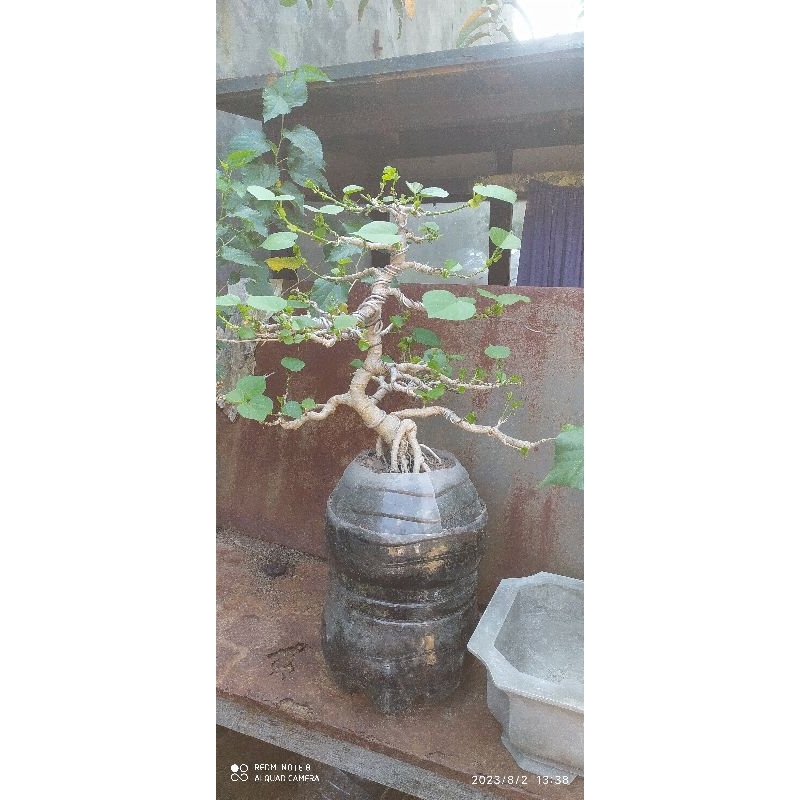 Bonsai waru india