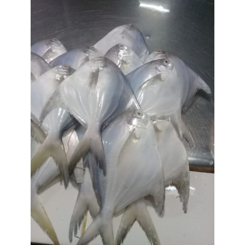 

Bawal Putih Size 125gr