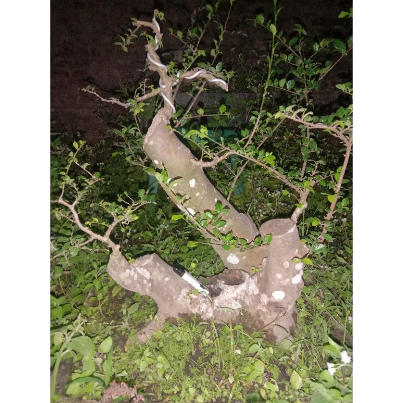 bahan bonsai serut RAFT realpict