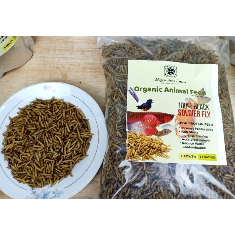 Magot kering 1kg Grade A maggot kering Channa koi