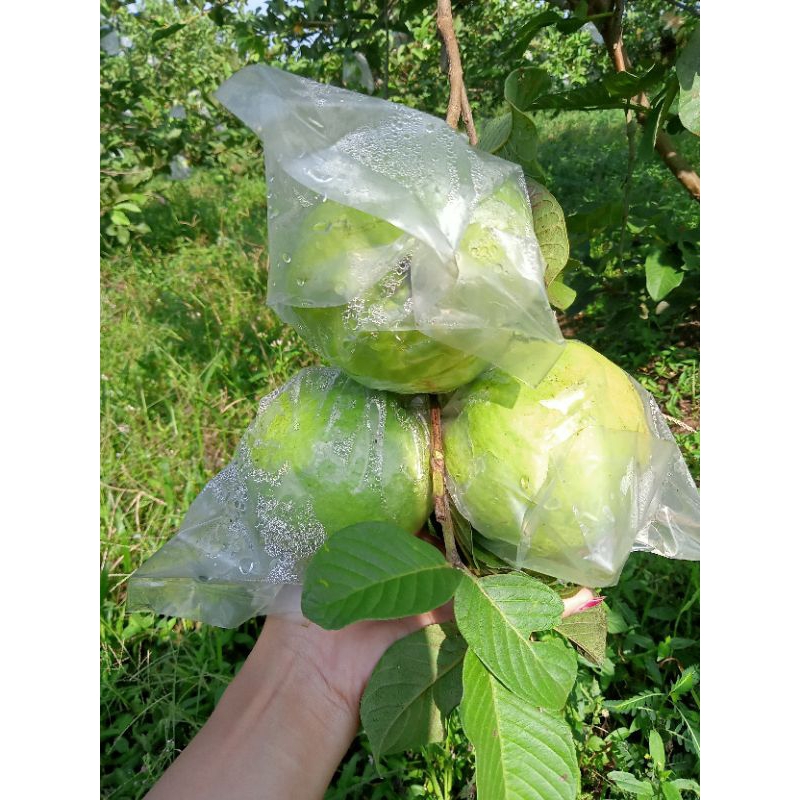 

Jambu Kristal Asli Kebumen [1000gr atau 1kg]