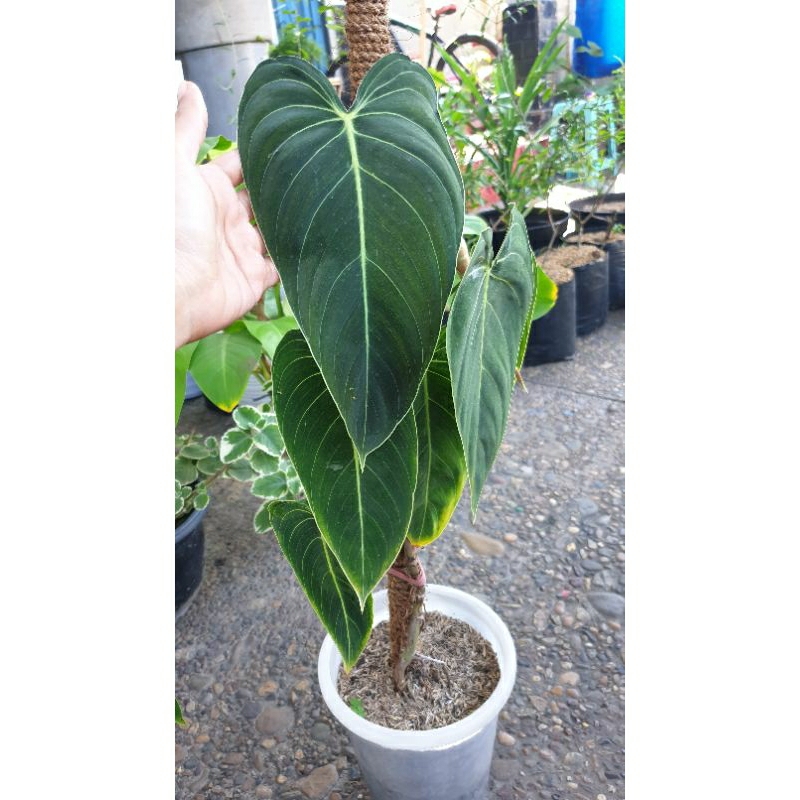 Philodendron Melano Narrow Form Asli