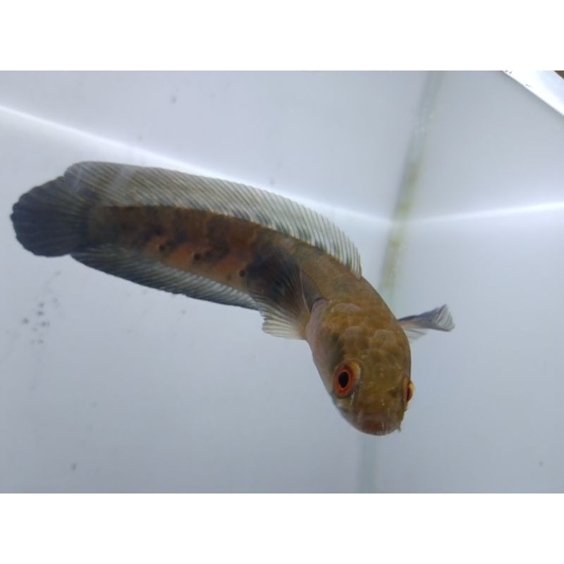 Red maru seruyan 18cm