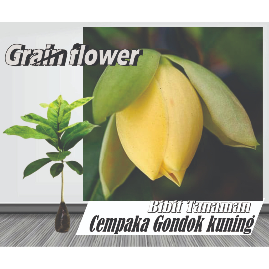 Bibit Tanaman Cempaka Gondok Kuning
