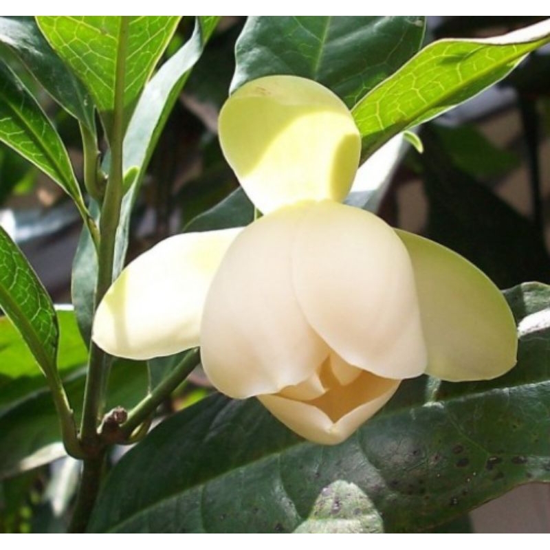 Bibit bunga cempaka putih jenis gondok/ telur