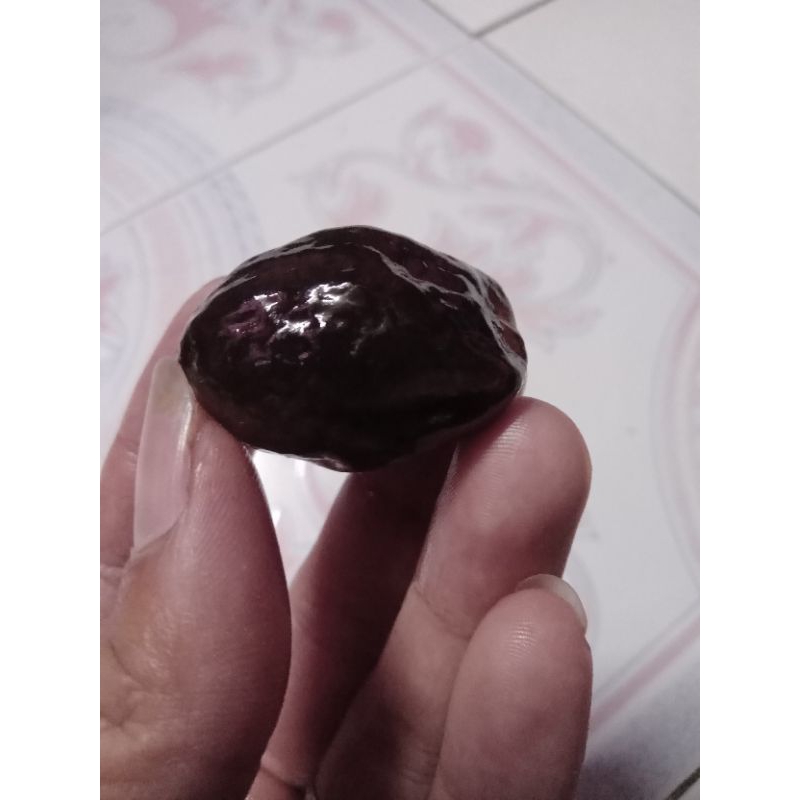 muncang adu jawa jayanti