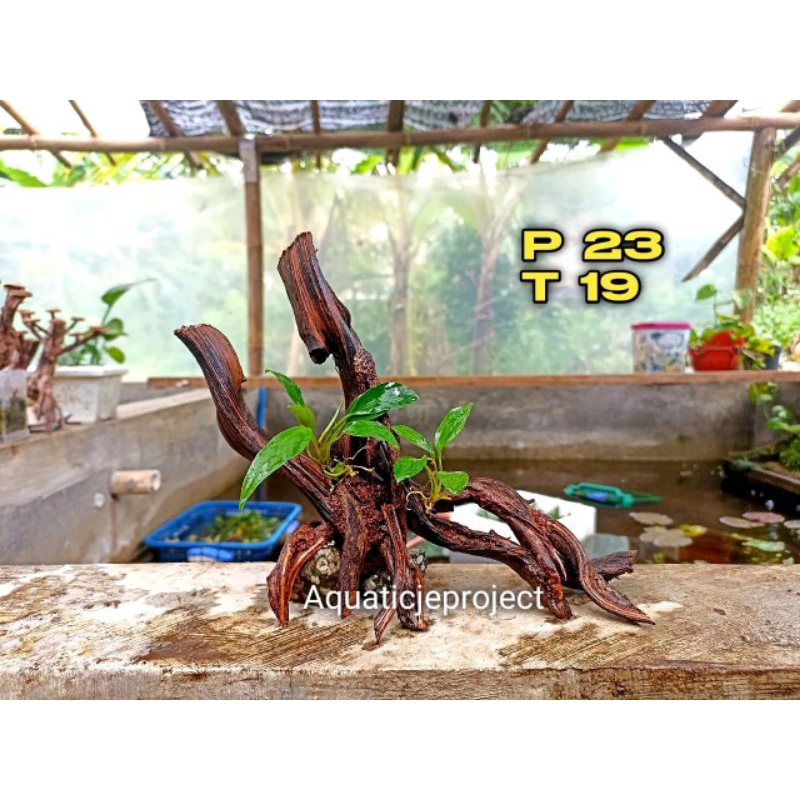 HARDSCAPE TRINIL / KAYU TRINIL IKAN CHANNA PREDATOR / MANGUR/MASHER