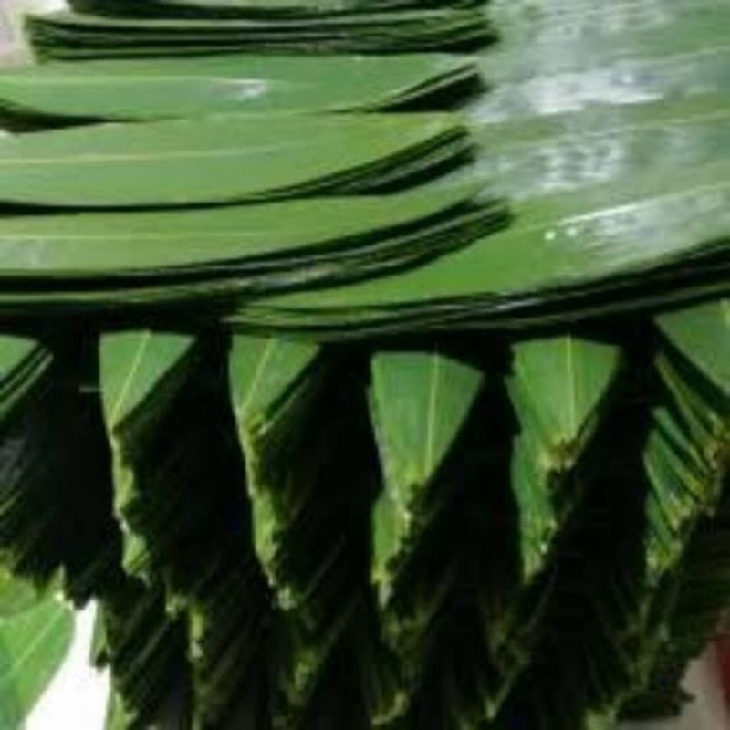 Daun Bambu/Daun Bacang/Daun Bakcang