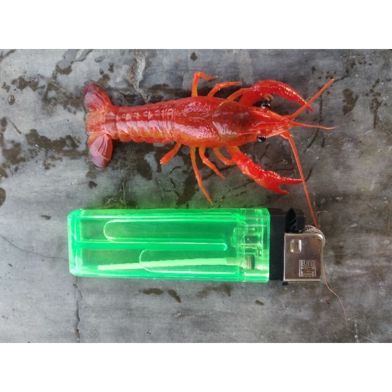 Udang Lobster merah 2 ekor hiasan aquarium