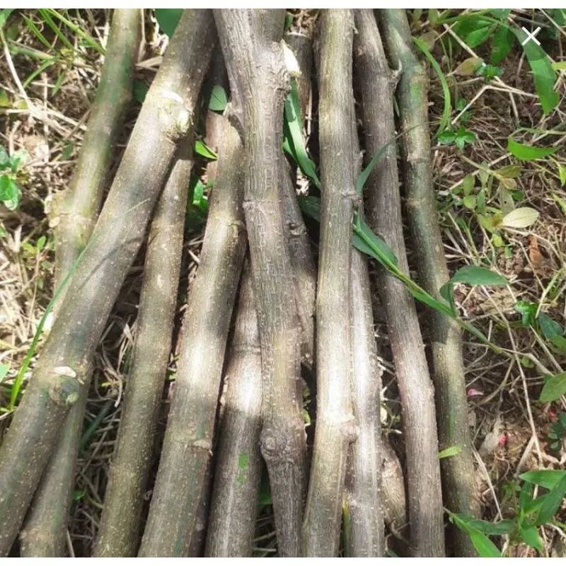 10 stek tayuman / bibit stek tanaman tayuman ( Bauhinia Purpurea)