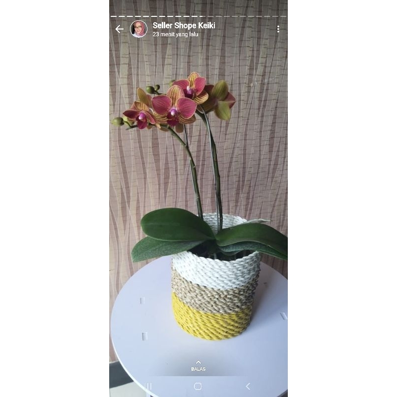 anggrek bulan jumbo premium