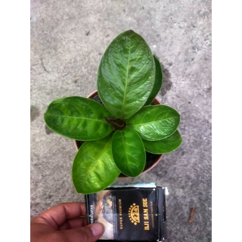 Anthurium jemani mangkok cut Keke