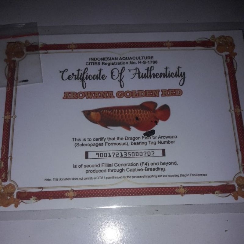 sertifikat arwana golden red+chip akurat