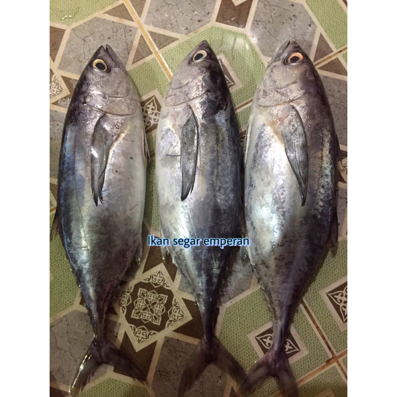 

Ikan Tongkol | Ikan Tongkol Abu Abu