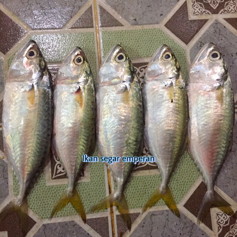 

Ikan Kembung Banjar | Ikan Kembung