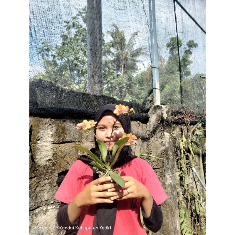 Angbul Mini (Live FK)