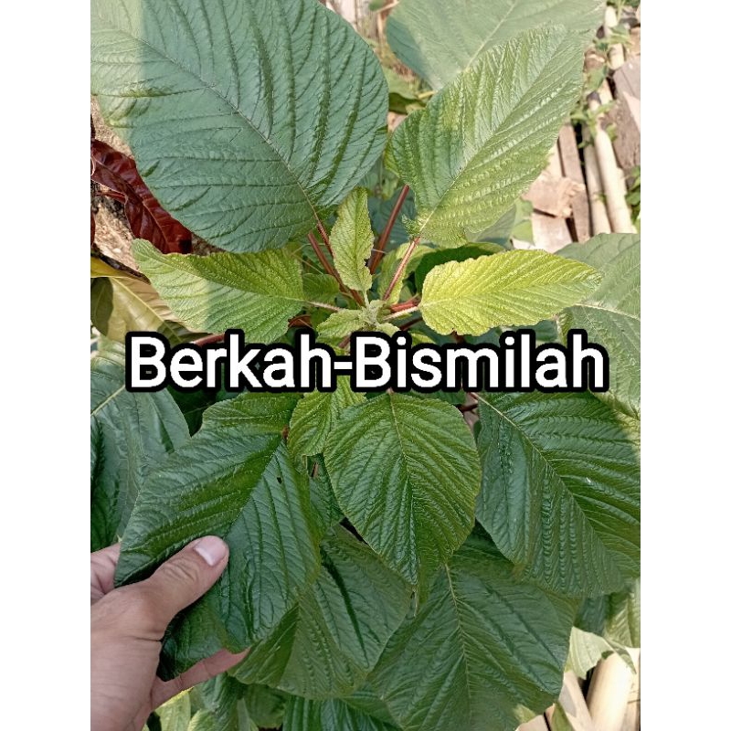 

Bayam segar baru petik 250 gram