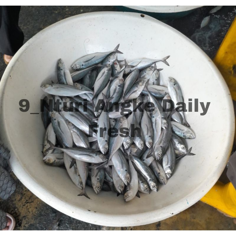 

Ikan Tongkol Premium{Tambun-Cibitung-cikarang-Bekasi}