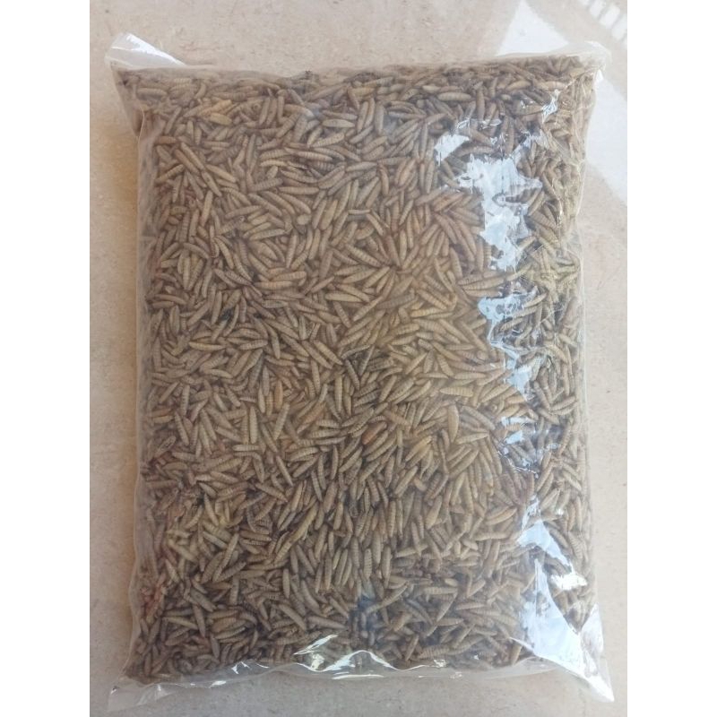 MAGGOT KERING (1/2 KG)