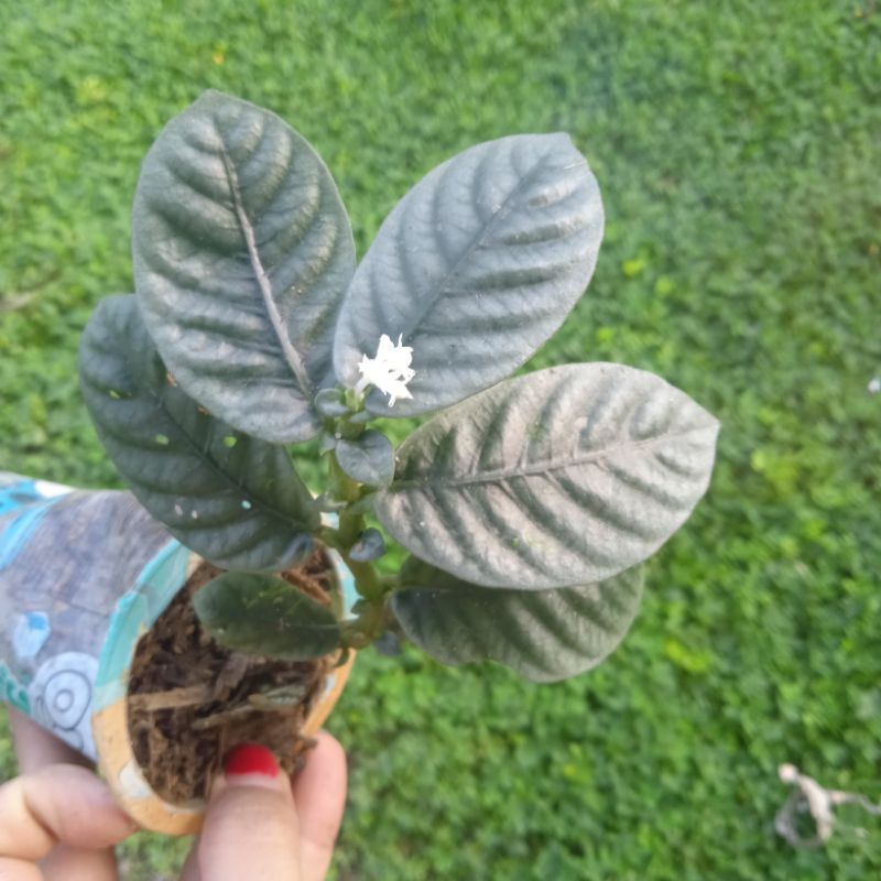ardisia silver