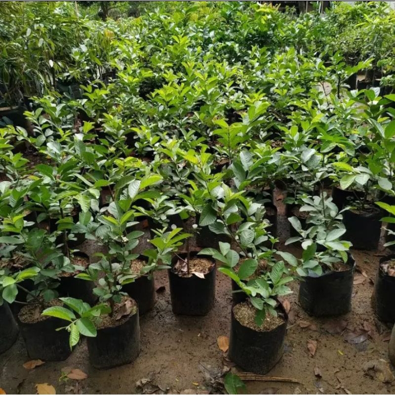 RB Pohon jambu kristal cangkokan berbuah berbunga