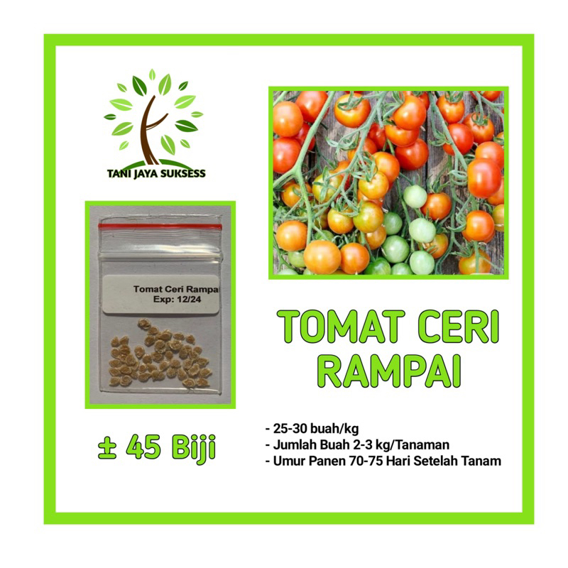 45 Benih Tomat Rampai Benih Tomat Rampai Unggul Berkualitas Bibit Tomat Rampai Bibit Sayuran