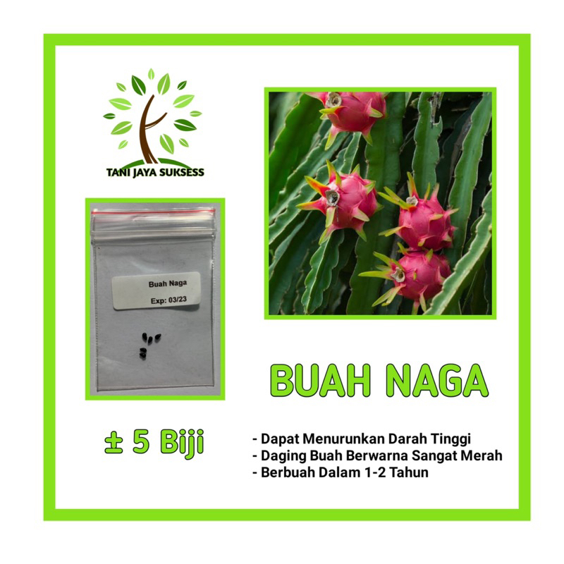 5 Benih Buah Naga Benih Buah Naga Unggul Berkualitas