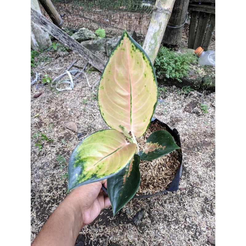 Aglonema Sultan Brunai