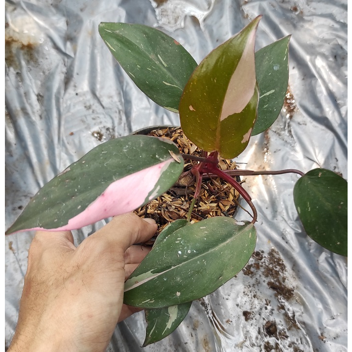 Philodendron Pink Princess Kode C / Tanaman Hias Philodendron Pink Princes / Pink princess Philodend