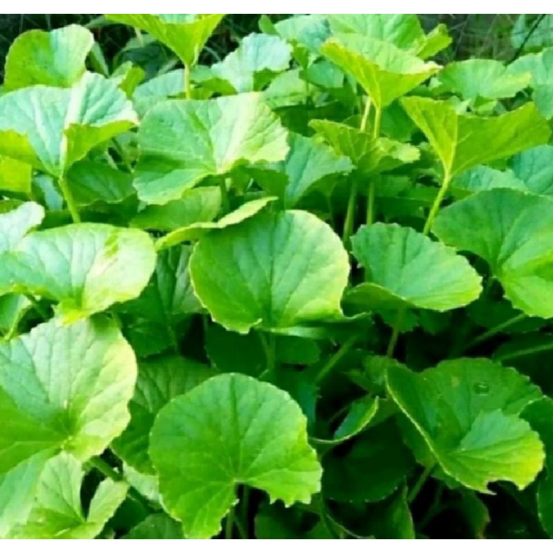 

DAUN PEGAGAN SEGAR/DAUN ANTANAN/PEGAGAN 1 KG