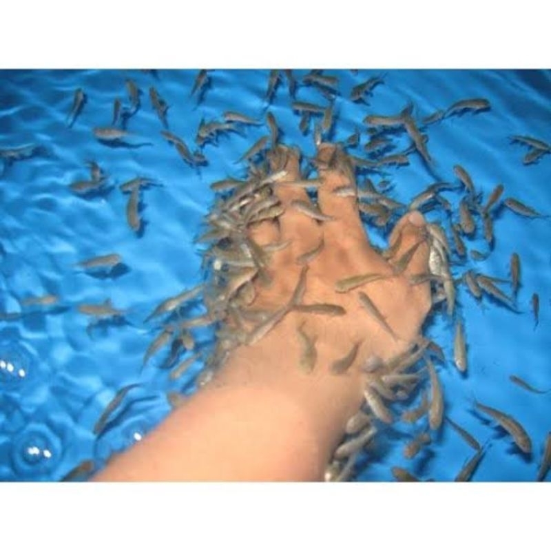 

ikan terapi garra rufa (500 ekor)