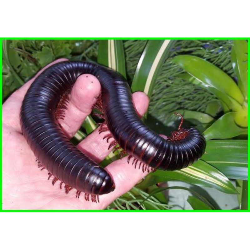 KAKI SERIBU/TITINGGI HIDUP ISI 2 UNTUK PELIHARAAN