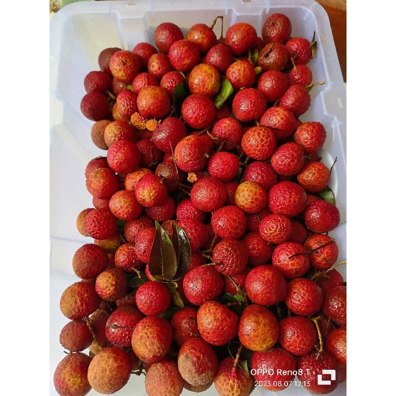 

Buah Leci Madu/Merah 1kg