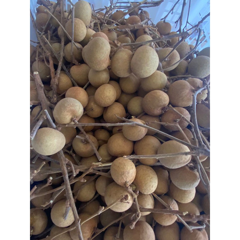 

Kelengkeng Bangkok Fresh 1Kg