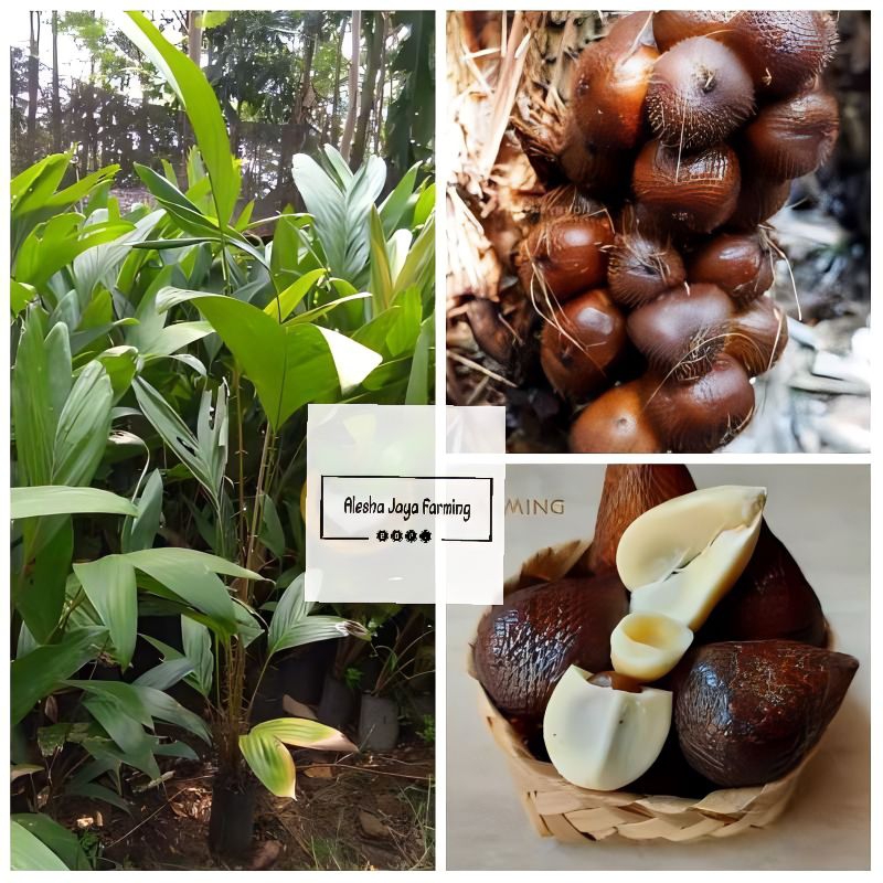 Bibit pohon Salak Pondoh Berkualitas
