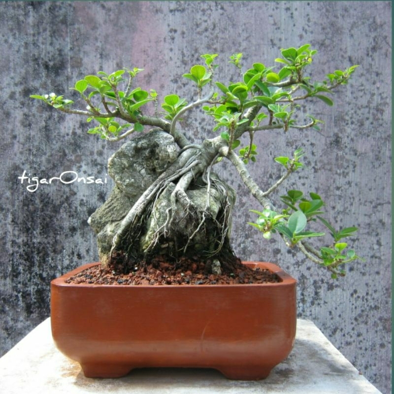 Bonsai Jadi Siap Pajang Beringin Dolar On The Rock Mencengkram Batu