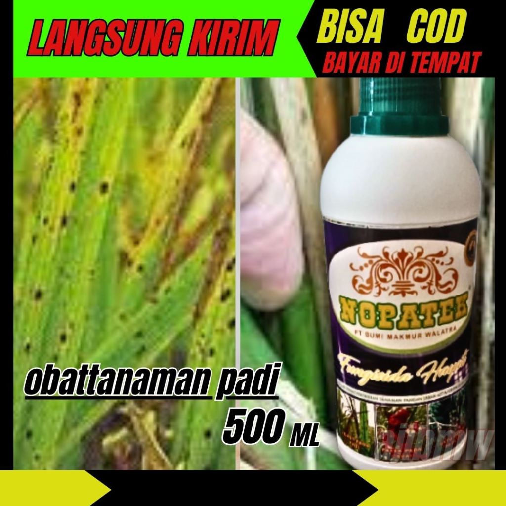 nopatek obat untuk padi merah kena penyakit tanaman busuk