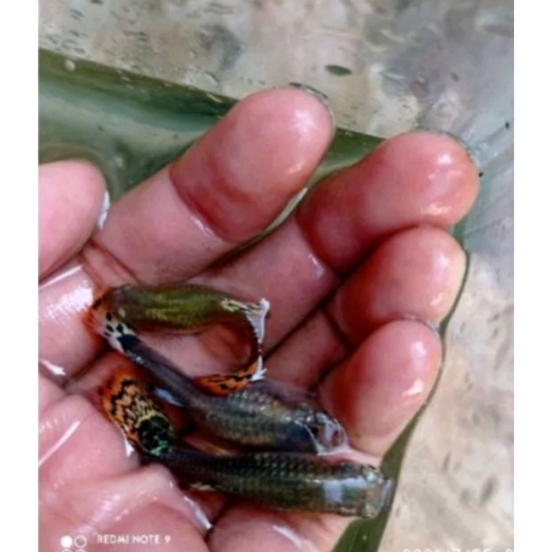 

Induk nya gaapii mozaik besar full