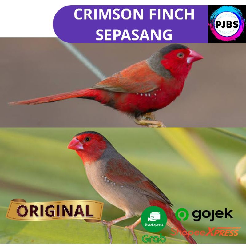 CRIMSON FINCH SEPASANG PIPIT MATARI bukan zebra strawberry gordon blue emprit jepang finch