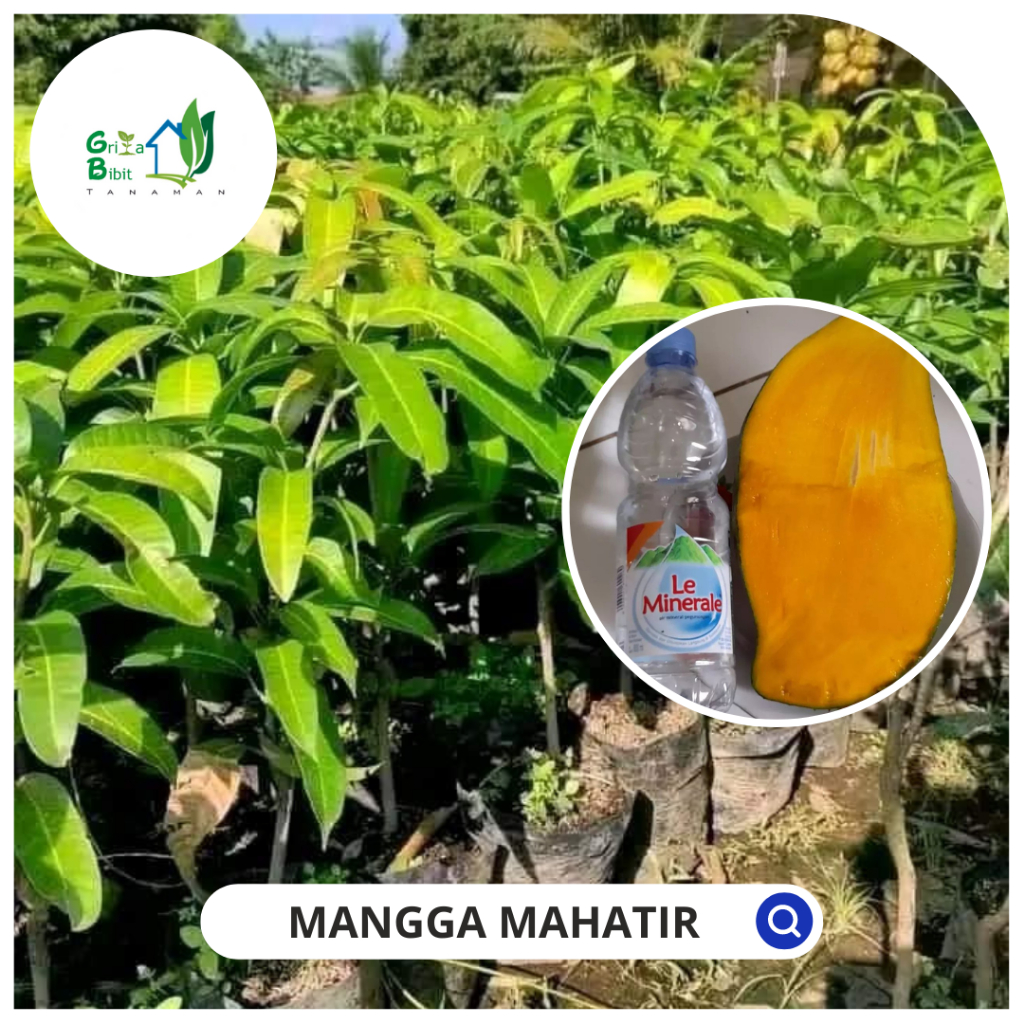 BIBIT BUAH MANGGA MAHATIR - BIBIT MANGGA MAHATIR Griya Bibit Tanaman