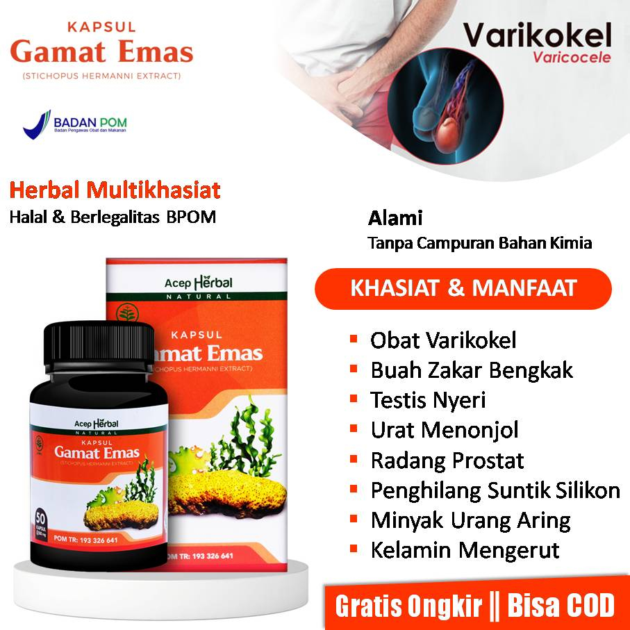 Obat Varikokel Buah Zakar, Urat tetis Menonjol, Testis Nyeri, Bengkak Sebelah, Radang Prostat, Pengh
