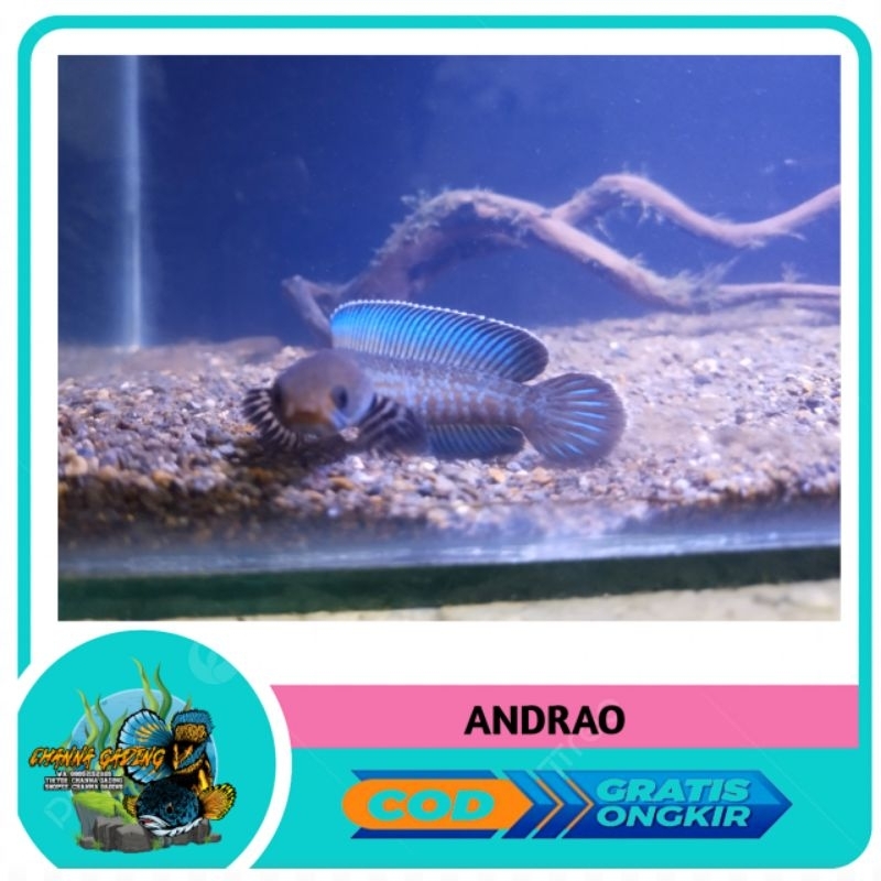 Andrao 7cm Great A+++