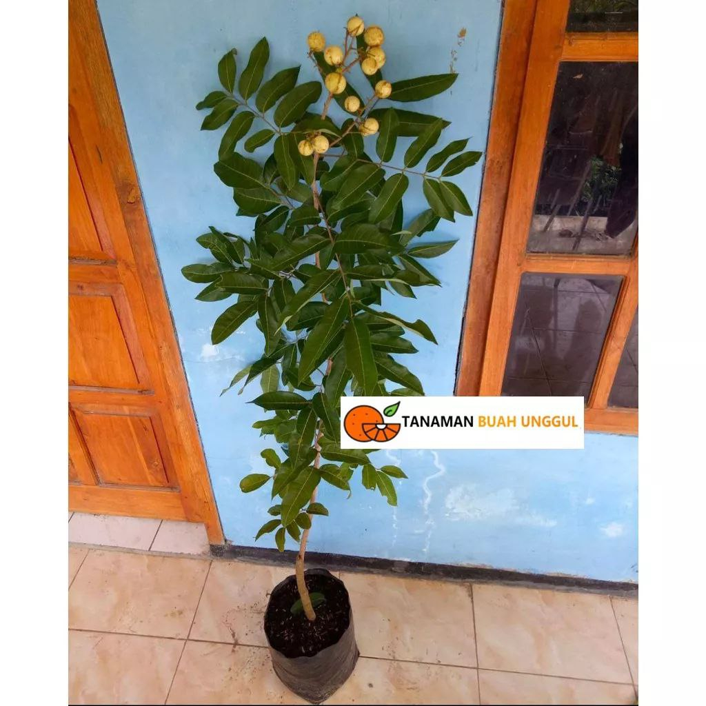 Bibit Kelengkeng Matalada 1 Meter Hasil Okulasi Super