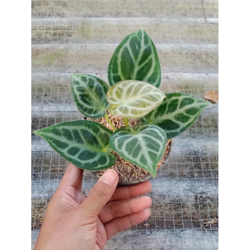 Tanaman hias Kuping gajah/Dorayaki