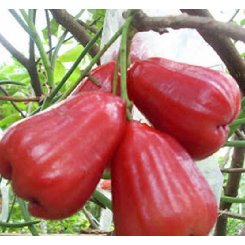 Bibit Jambu Air Citra Super Manis